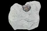 Removable Wide, Rolled Flexicalymene Trilobite In Shale - Ohio #106272-2